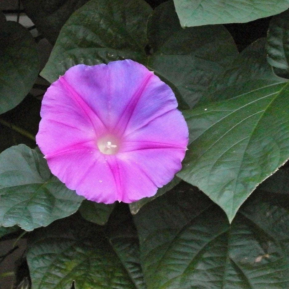 Gloire du matin - Ipomea purpurea