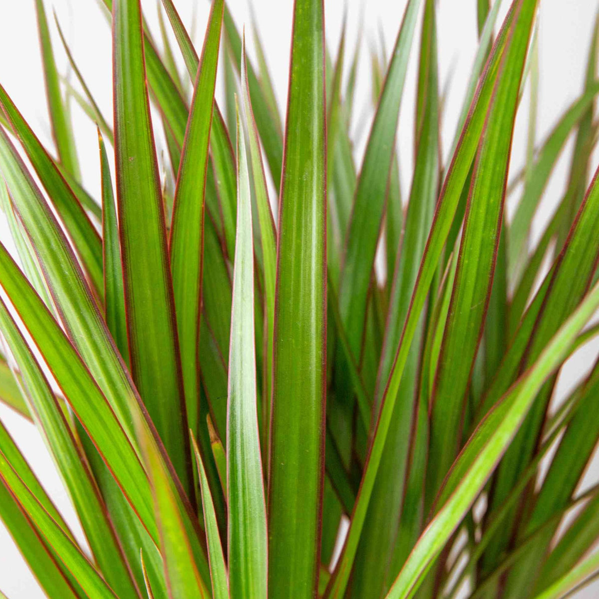 Dracéna Bicolor Dracaena Marginata Bicolor Enracinés