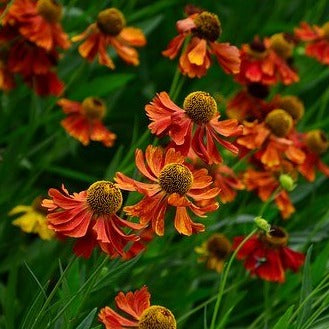 Helenium autumnale salsa