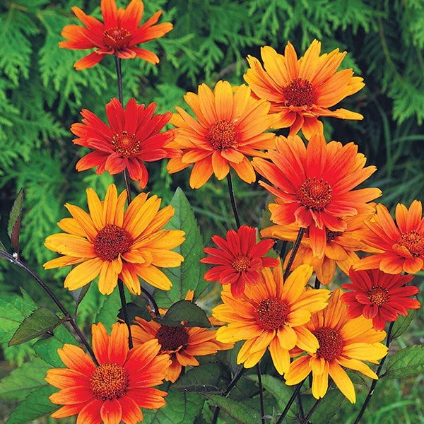 Heliopsis scabra var. 'Bleeding Heart