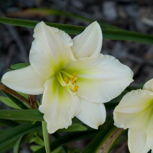 Hemerocallis 'Joan Senior'