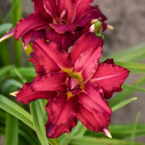 hemerocallis double pardon me