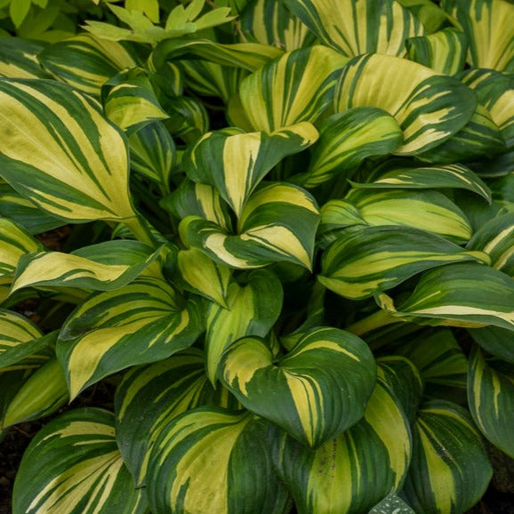 Hosta Rainbows End