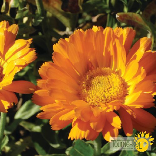 Calendule Souci des jardins Erfurter Bio (semences)