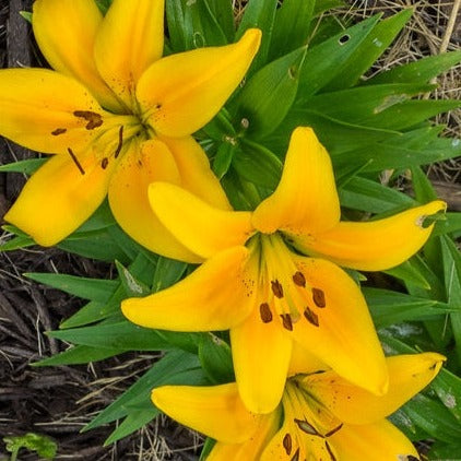 asiatic lily tiny bee Lis asiatique Tiny Bee