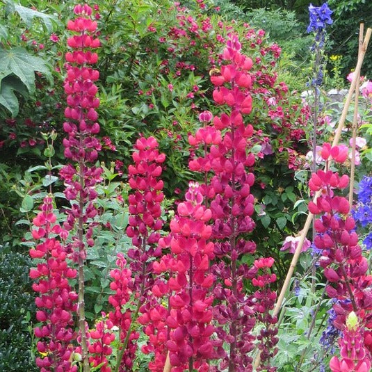 lupinus