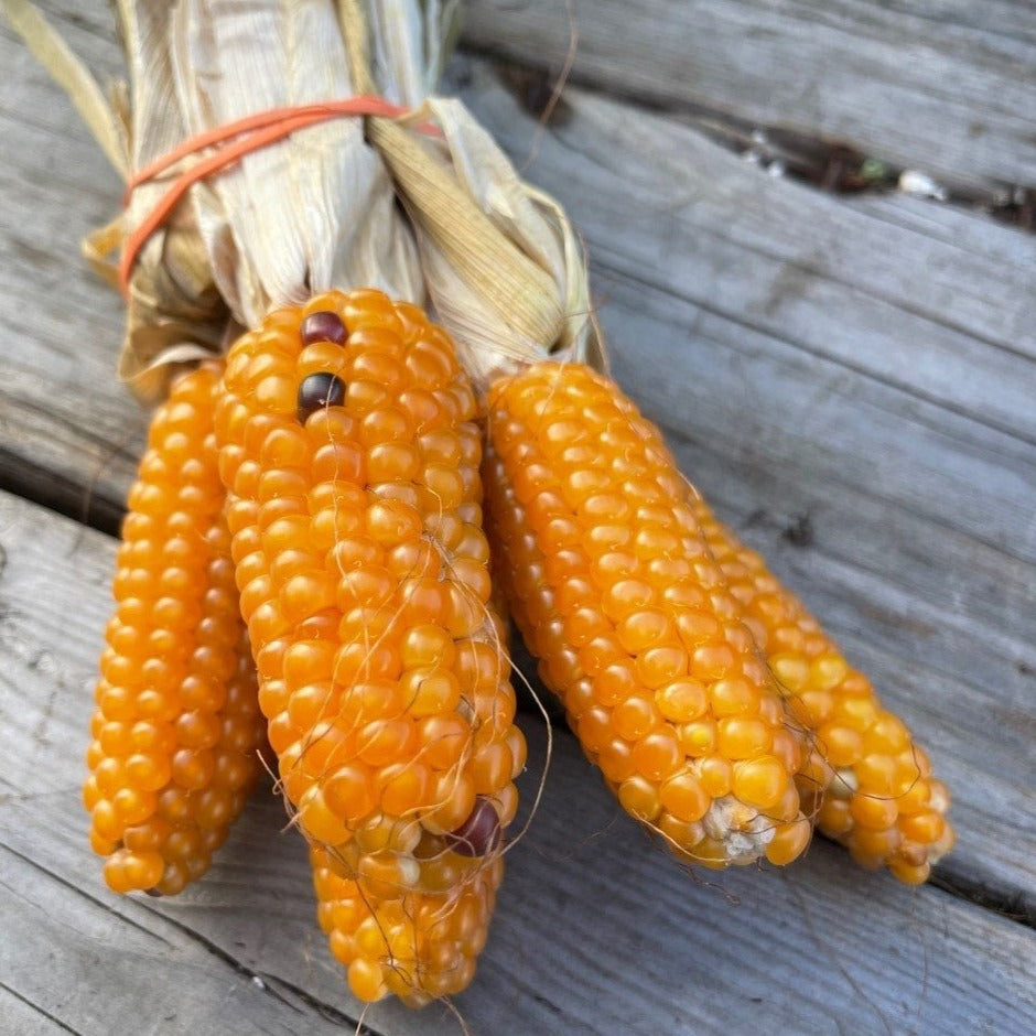 Maïs popcorn 'Tom Thumb' (plant BIO)