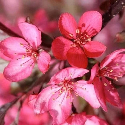 Malus 'Royal Splendor'