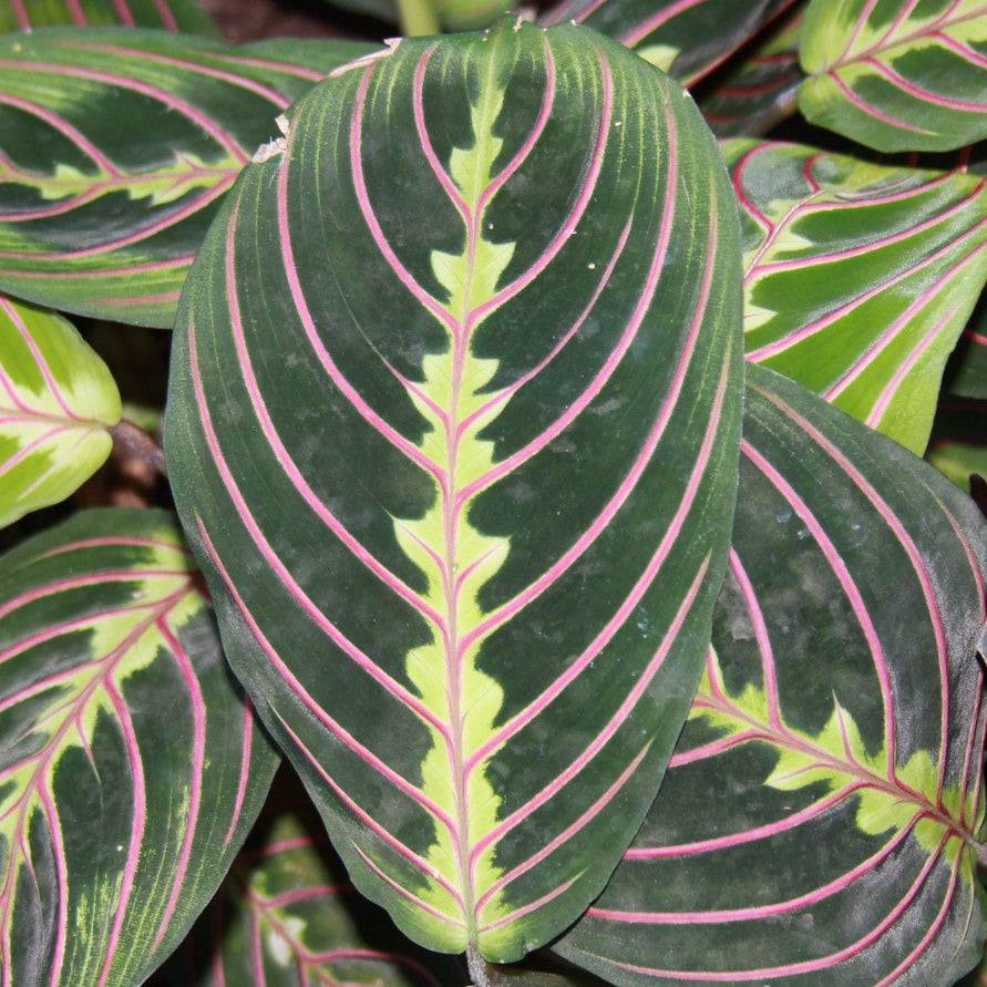 Plante Prieuse rouge - Maranta leuconeura 'Erytrophylla'