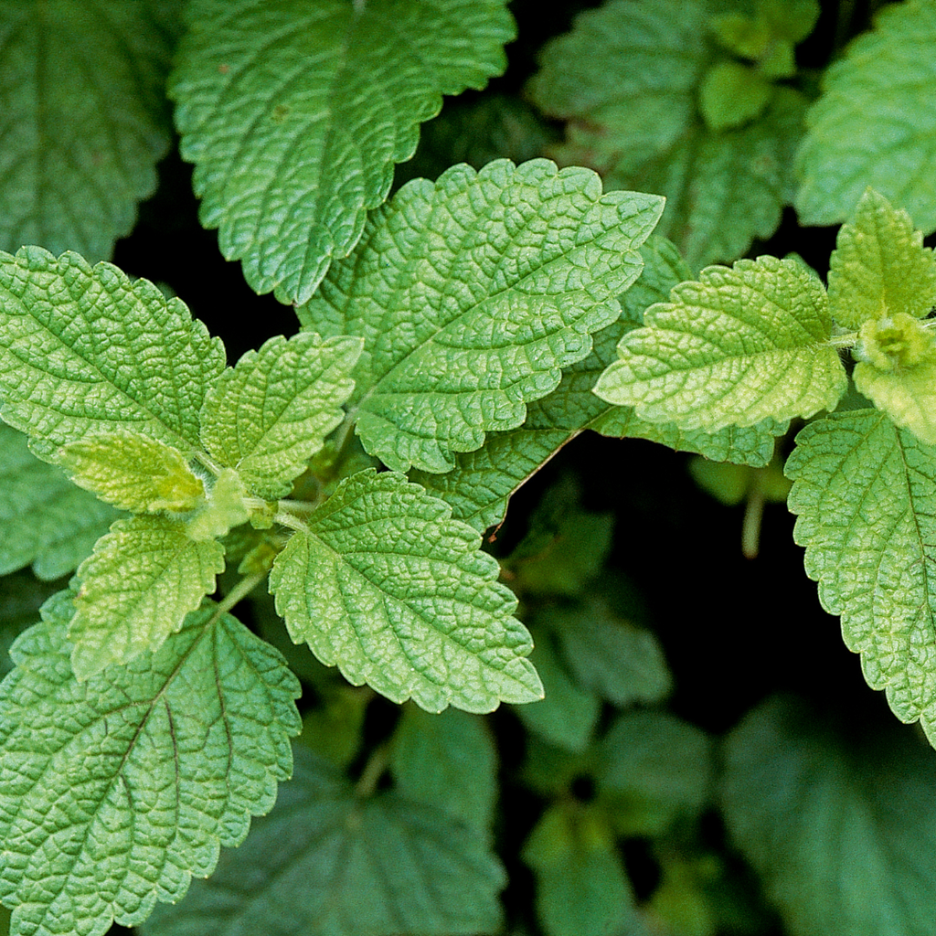 Mélisse baume mandarine (plant BIO)