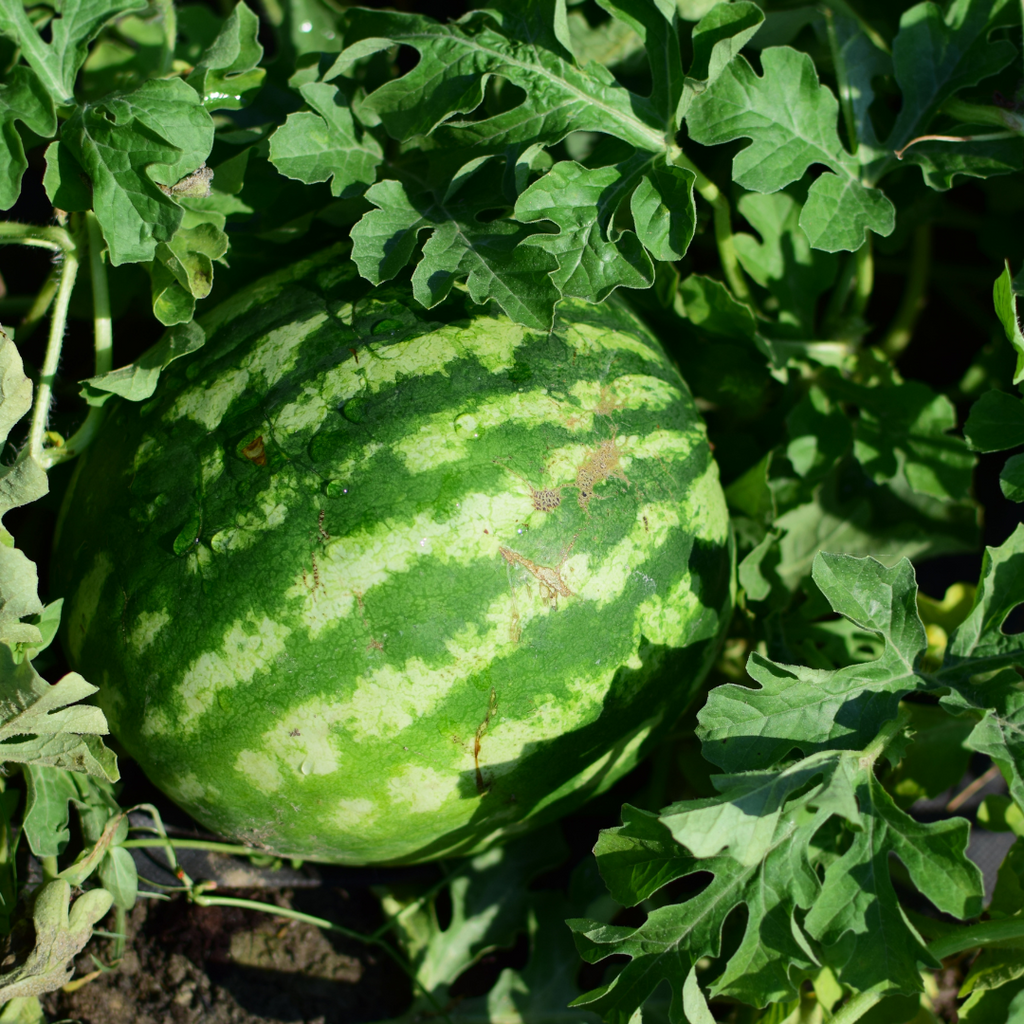 Melon d'eau rouge 'Black Tail Mountain' (plant BIO)