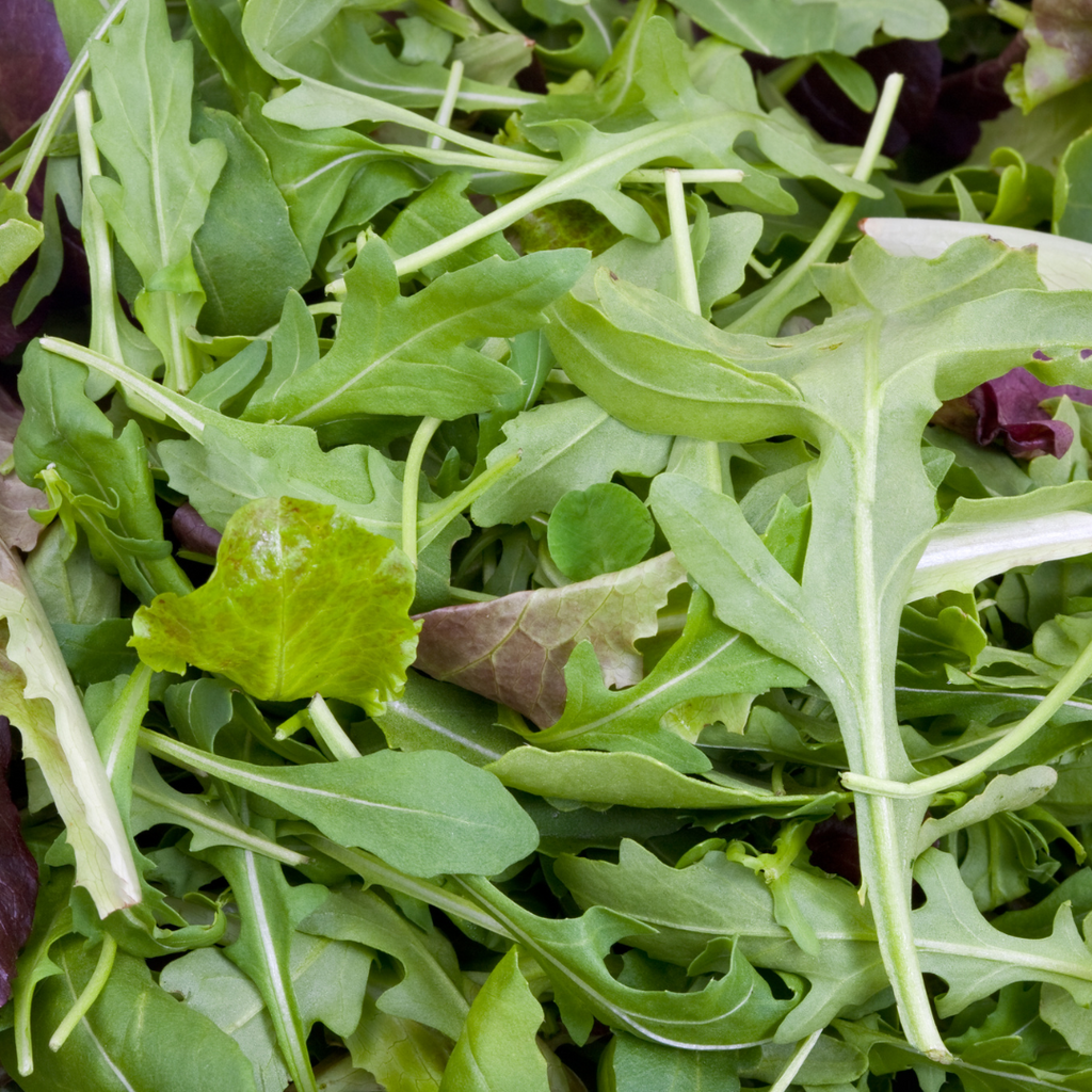 Mesclun (plant BIO)