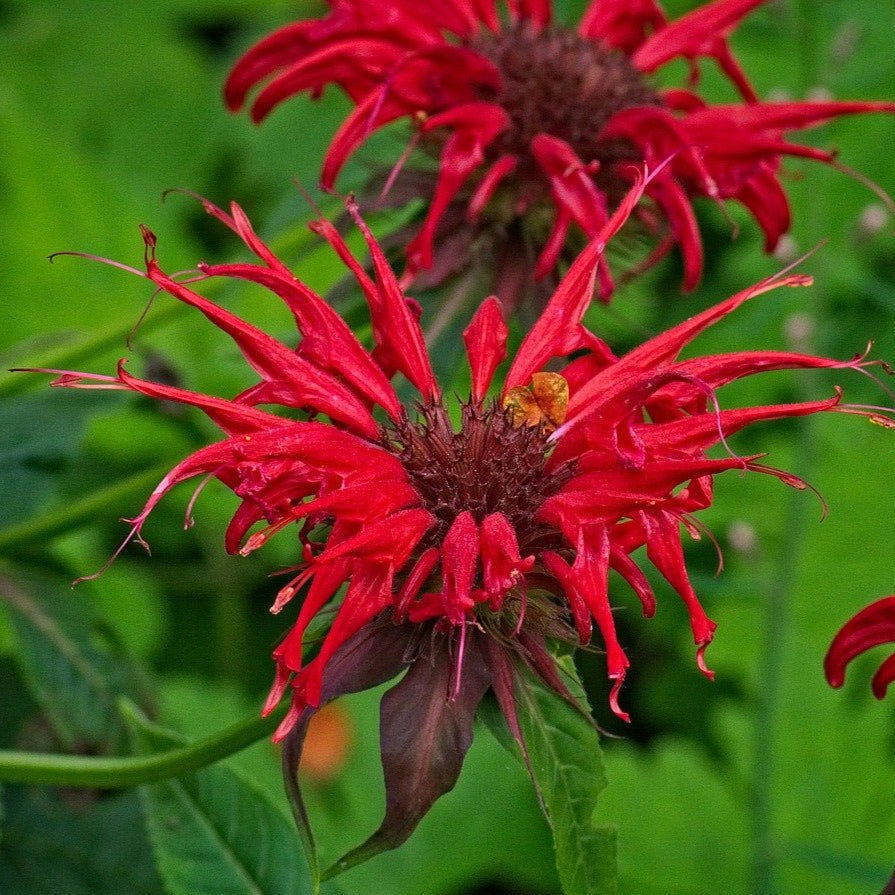 monarda fire ball