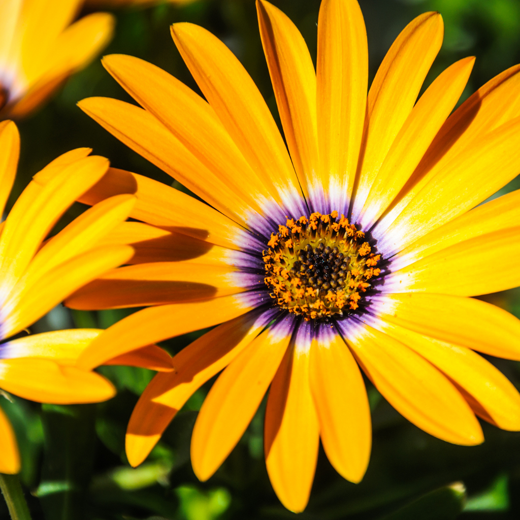 Ostéospermum - Osteospermum