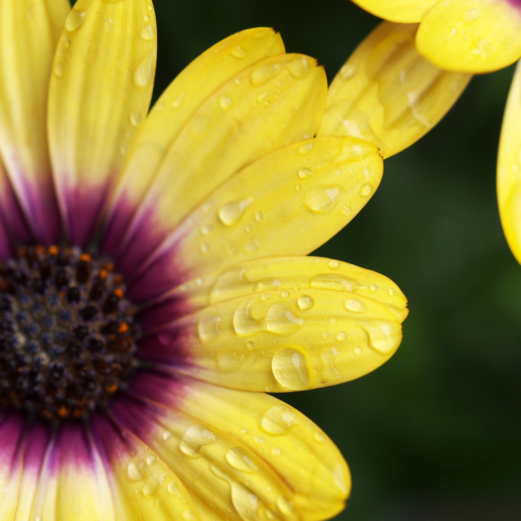 Ostéospermum - Osteospermum