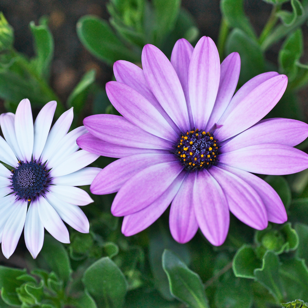 osteospermum