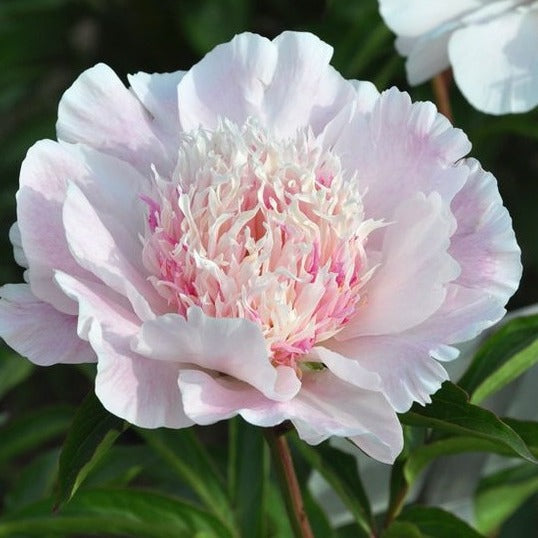 Paeonia 'Do Tell'