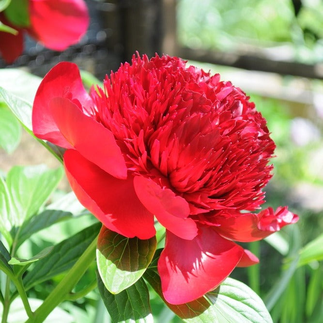 paeonia red charm