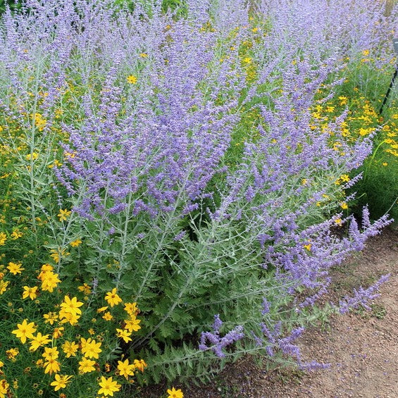 perovskia atriplicifolia