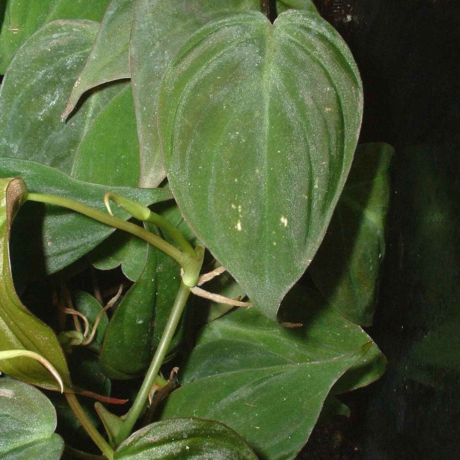 Philodendron micans - Philodendron micans