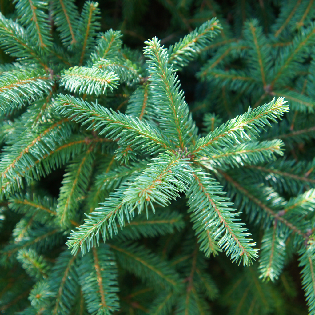 Épinette blanche - Picea glauca