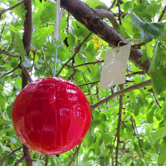 Piège mouche de la pomme Pom Bioprotec