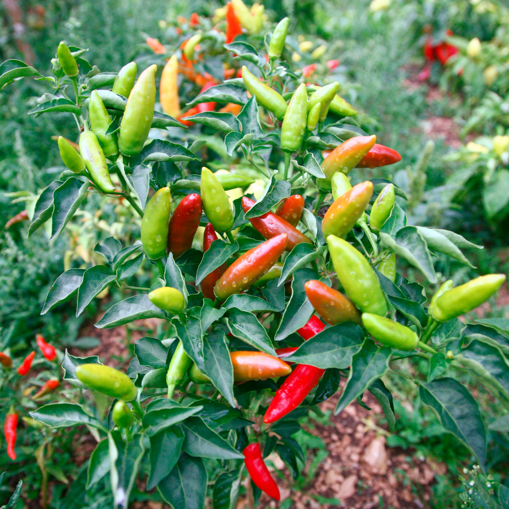 Piment 'Chili Chili' (plant BIO)