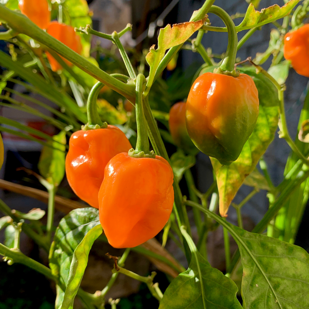 Piment habanero 'Orange' (plant BIO)