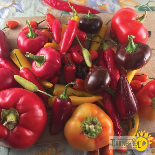 Piment Fort Mélange Bio (semences)