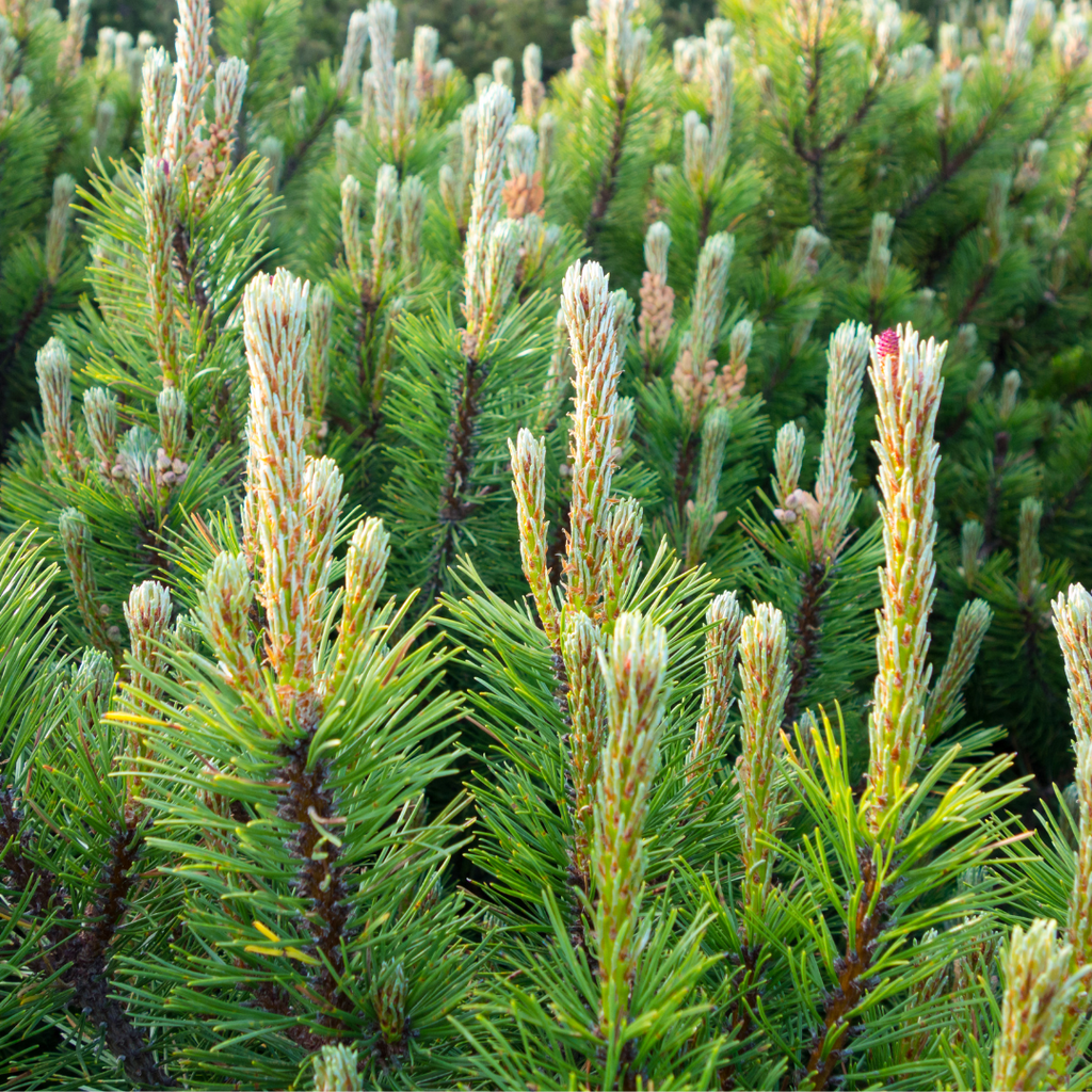 Pin des montagnes nain - Pinus mugo 'Pumilio'