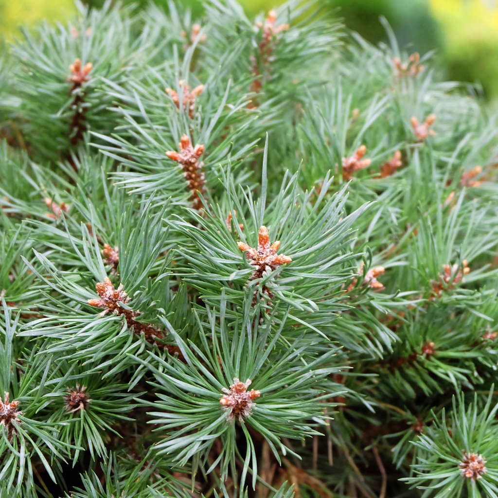 Pin mugo nain Slowmound - Pinus mugo 'Slowmound'