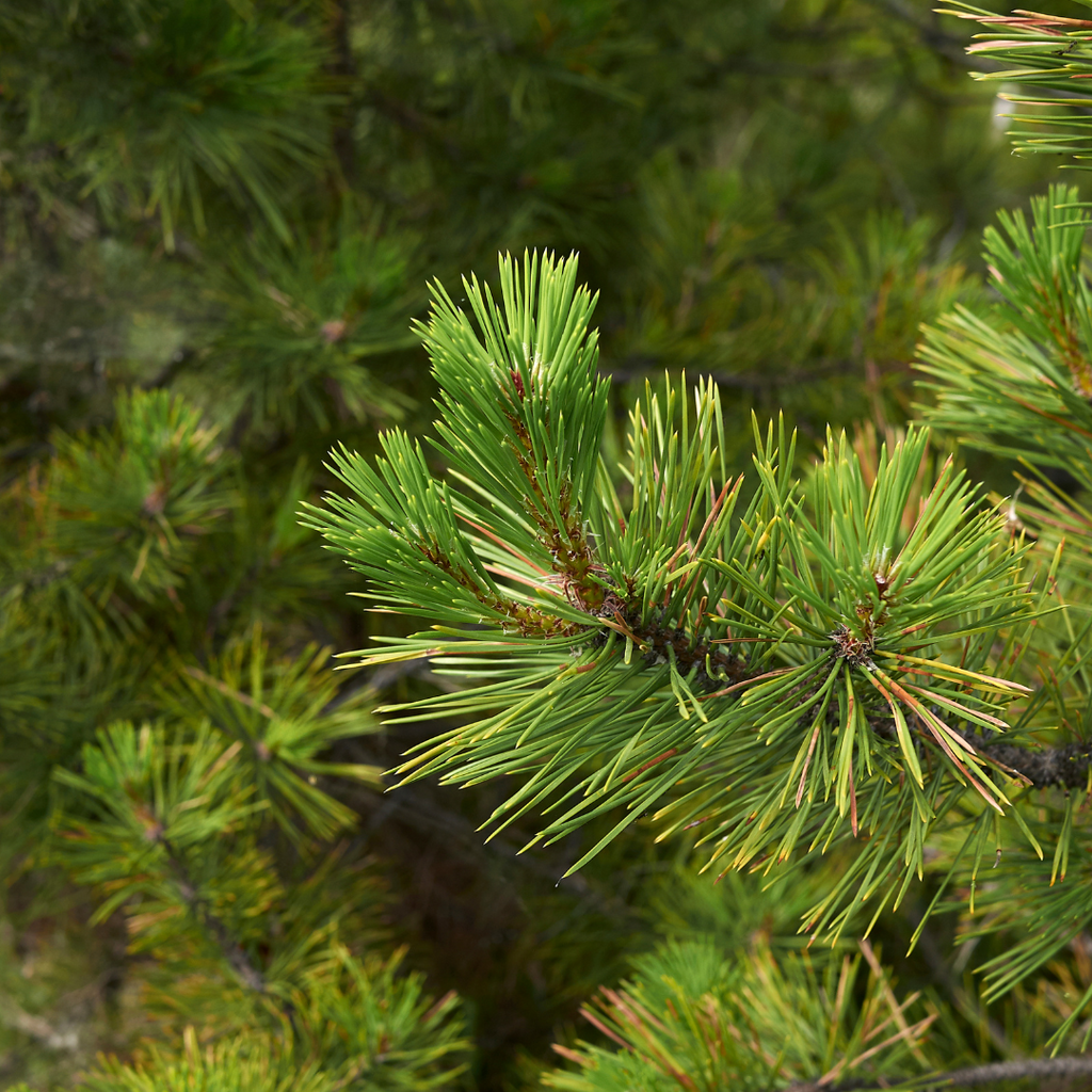 Pin noir d'Autriche - Pinus nigra