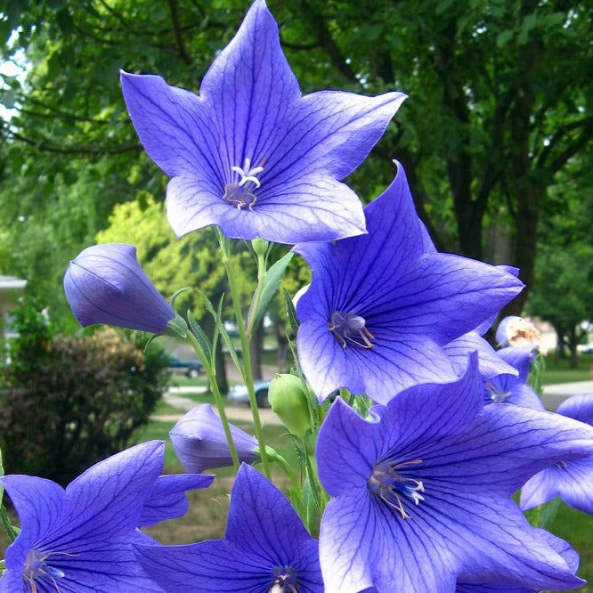 platycodon fuji blue