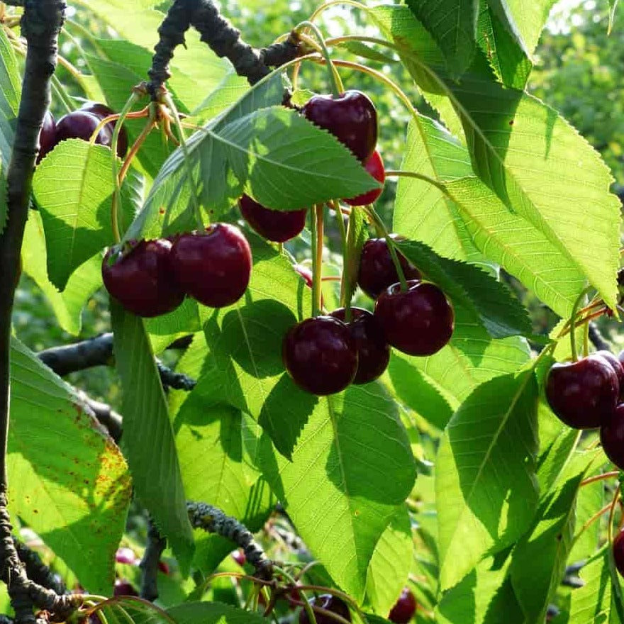 Prunus cerasus 'Juliet