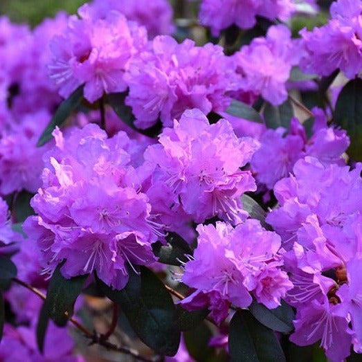 Rhododendron 'P.J. Mezitt Elite'