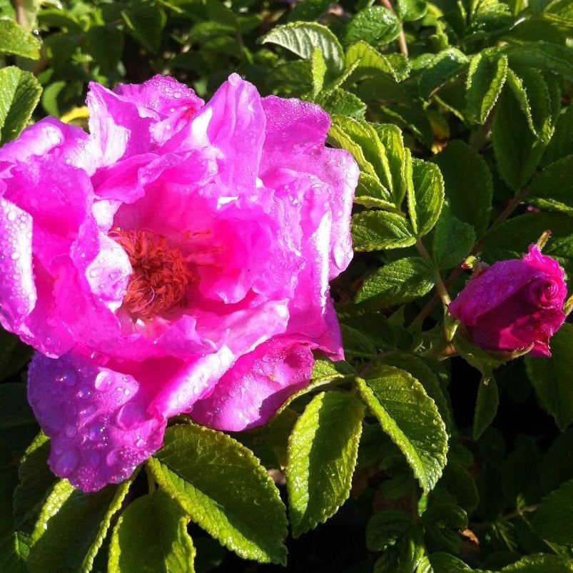Rosa 'Foxy Pavement'