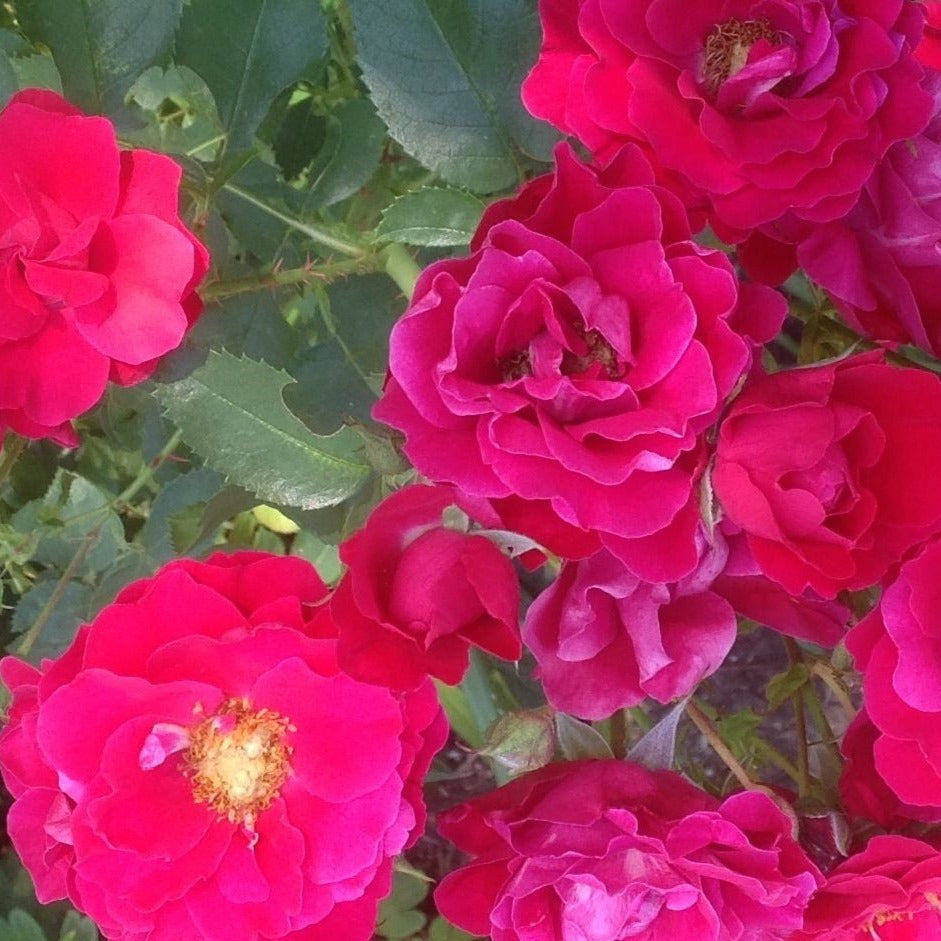 Rosa 'George Vancouver'