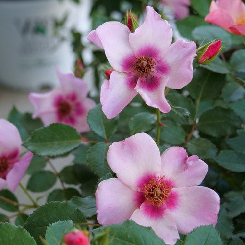 Rosa 'Ringo All-Star'