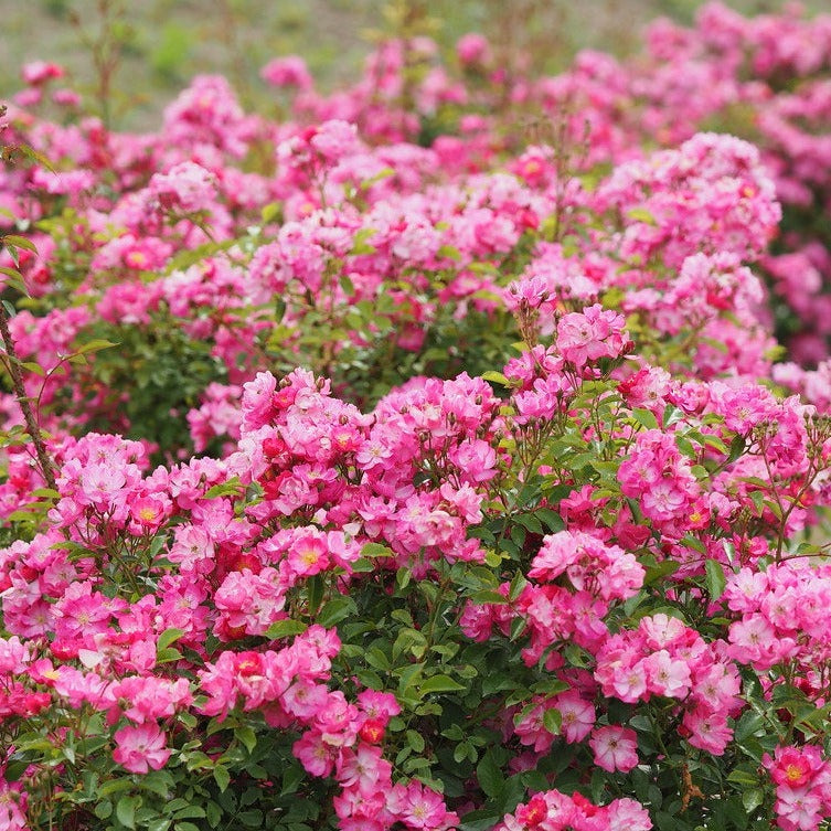 Rosa 'Flower Carpet Pink Supreme'