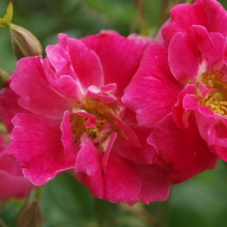  Rosa 'William Baffin