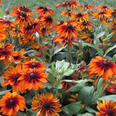 Rudbeckia hirta 'Cappuccino'