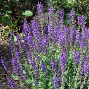 salvia caradonna