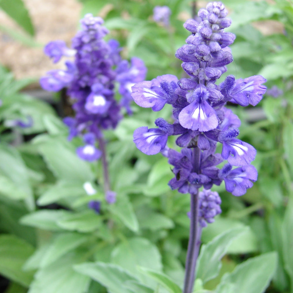 Salvia bleu 'Victoria' -Salvia farinacea 'Victoria'