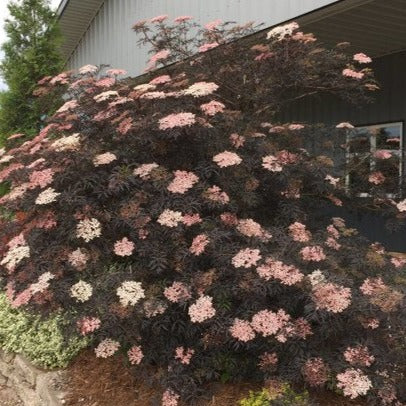 Sambucus nigra Black Lace