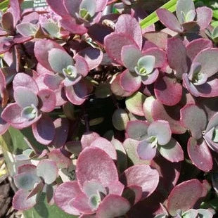 sedum 'Firecracker'