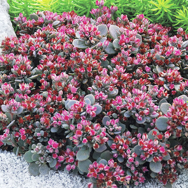 Sedum SunSparkler 'Blue Elf'