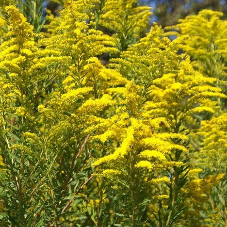 Solidago canadensis 'Golden Baby