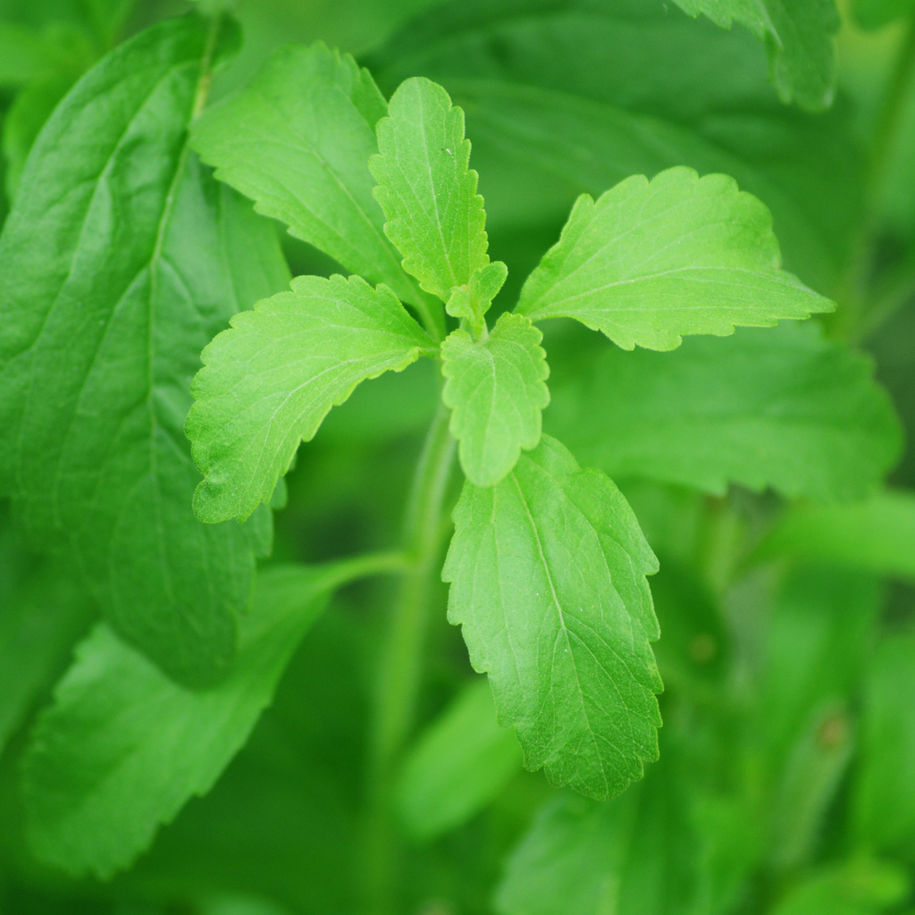 Stevia rebaudiana (plant BIO)