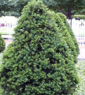 Pyramidal Taxus If du Japon pyramidal - Taxus cuspidata 'Capitata' – Enracinés