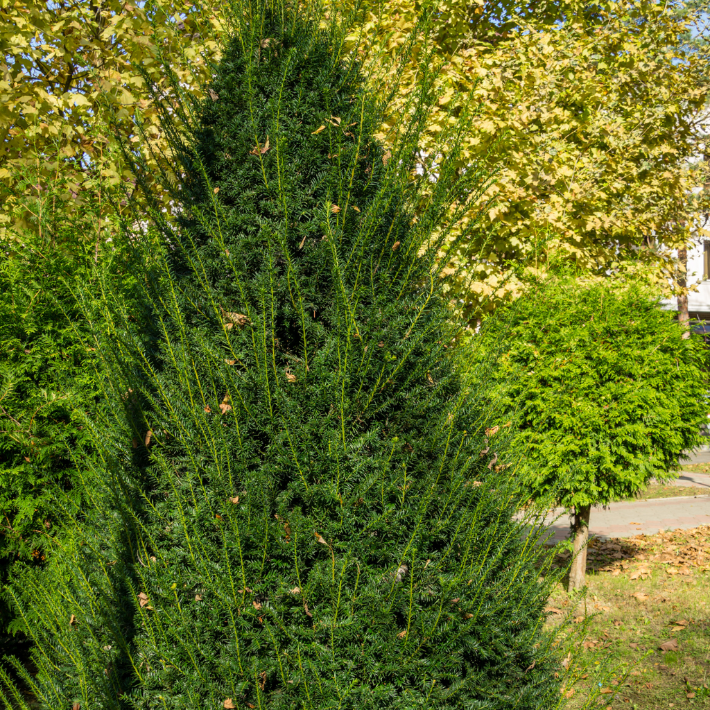 Pyramidal Taxus If du Japon pyramidal - Taxus cuspidata 'Capitata' – Enracinés